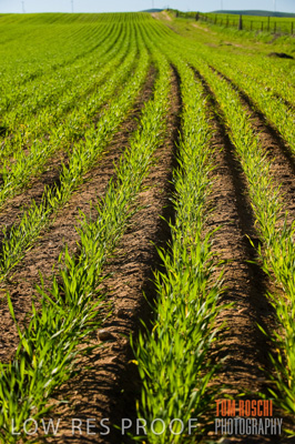 July 2009 / CROP_FIELDS_388