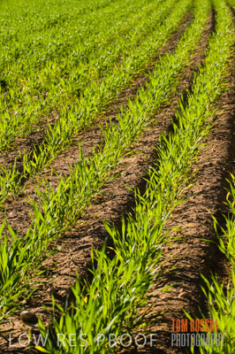 July 2009 / CROP_FIELDS_393