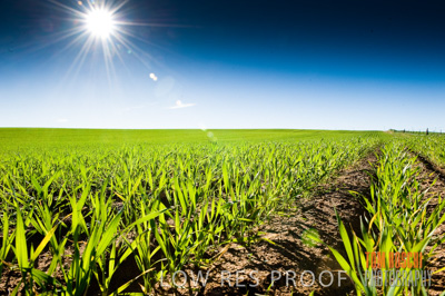 July 2009 / CROP_FIELDS_395