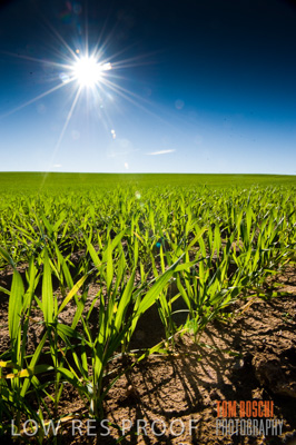 July 2009 / CROP_FIELDS_397