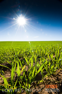 July 2009 / CROP_FIELDS_399