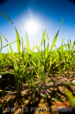 July 2009 / CROP_FIELDS_402