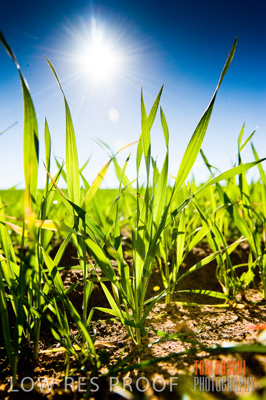 July 2009 / CROP_FIELDS_403