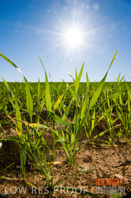 July 2009 / CROP_FIELDS_405