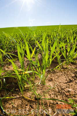 July 2009 / CROP_FIELDS_406