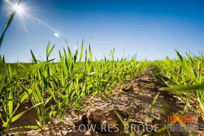 July 2009 / CROP_FIELDS_407