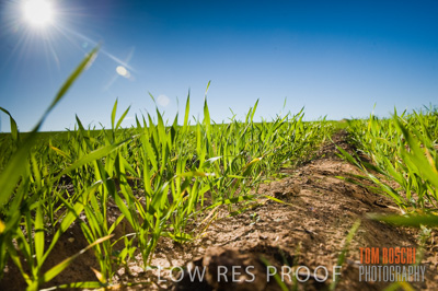 July 2009 / CROP_FIELDS_409