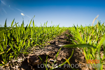 July 2009 / CROP_FIELDS_410