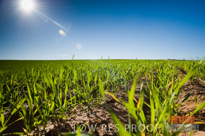 July 2009 / CROP_FIELDS_411