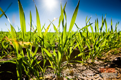 July 2009 / CROP_FIELDS_413