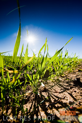 July 2009 / CROP_FIELDS_414