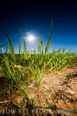 July 2009 / CROP_FIELDS_416