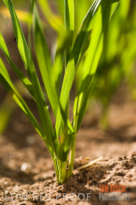 July 2009 / CROP_FIELDS_417