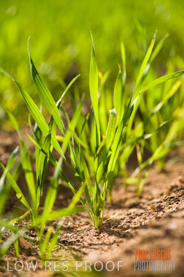 July 2009 / CROP_FIELDS_420