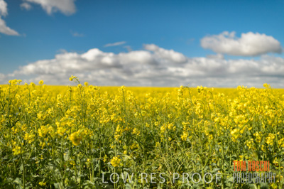 August 2013 / CROP_FIELDS_669