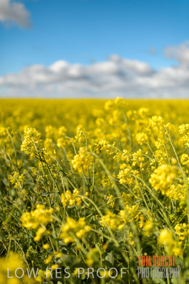 August 2013 / CROP_FIELDS_670