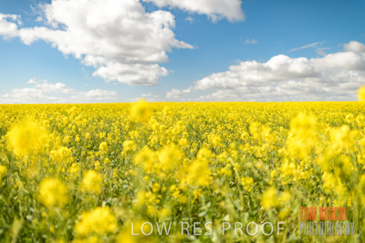 August 2013 / CROP_FIELDS_671