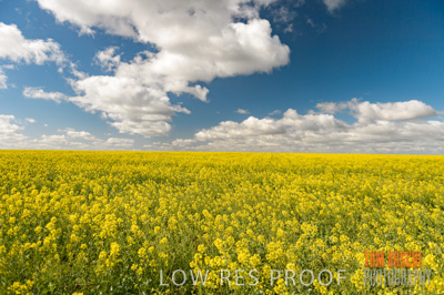 August 2013 / CROP_FIELDS_673