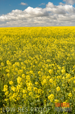 August 2013 / CROP_FIELDS_675
