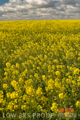 August 2013 / CROP_FIELDS_676