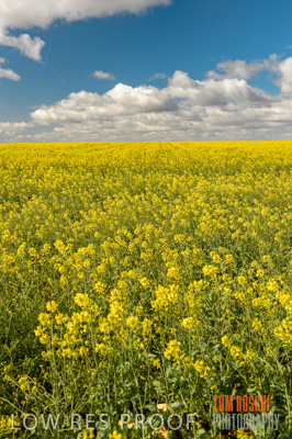 August 2013 / CROP_FIELDS_677