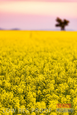 September 2014 / CROP_FIELDS_843