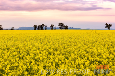 September 2014 / CROP_FIELDS_847