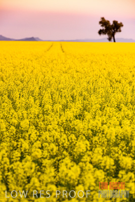 September 2014 / CROP_FIELDS_851
