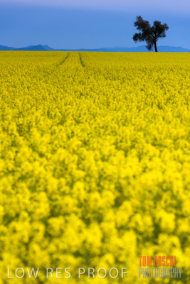 September 2014 / CROP_FIELDS_853