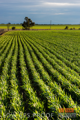 September 2014 / CROP_FIELDS_859