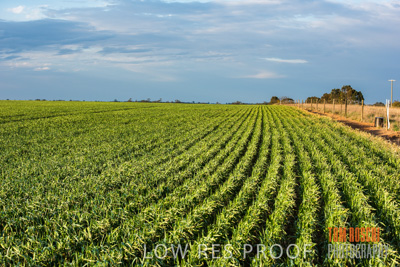 September 2014 / CROP_FIELDS_861