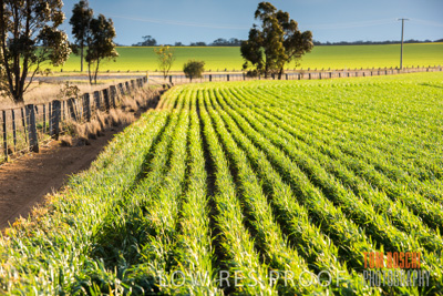 September 2014 / CROP_FIELDS_864