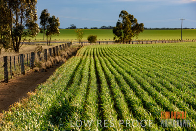 September 2014 / CROP_FIELDS_865