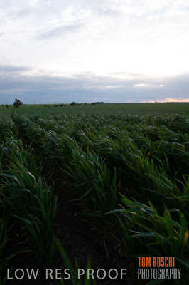 September 2014 / CROP_FIELDS_868