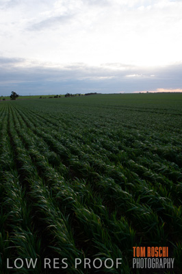 September 2014 / CROP_FIELDS_869