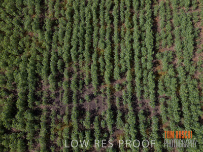 August 2017 / DROUGHT_1377