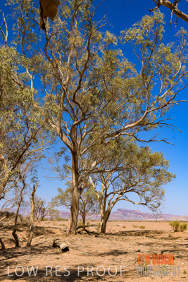 January 2020 / DROUGHT_3113