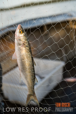 July 2013 / FISHING_636