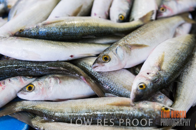 July 2013 / FISHING_641