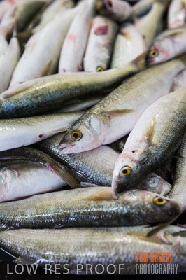 July 2013 / FISHING_642