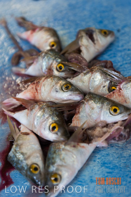 July 2013 / FISHING_644