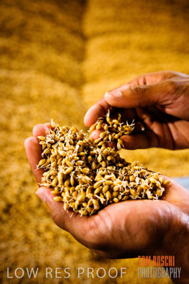 October 2006 / GRAIN_005