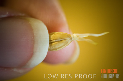 October 2006 / GRAIN_012