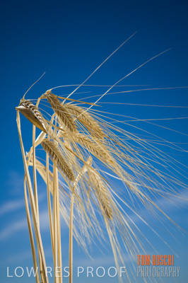 November 2006 / GRAIN_020