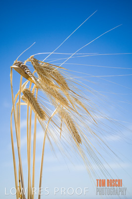 November 2006 / GRAIN_022