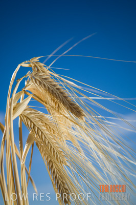 November 2006 / GRAIN_025