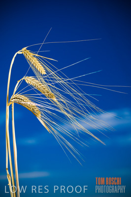 November 2006 / GRAIN_027