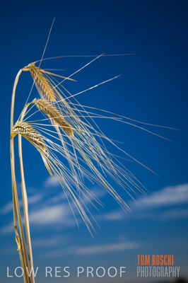 November 2006 / GRAIN_028