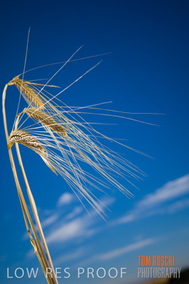 November 2006 / GRAIN_030