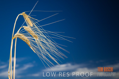 November 2006 / GRAIN_032